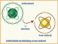 what are antioxidants