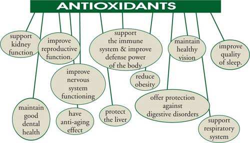 plan of  Antioxidants - Who Protect Your Brain