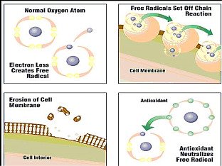 free radicals and antioxidants